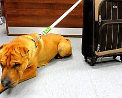 Dog Dumped With Suitcase At Train Station Kept Waiting But Owner Never Came Back