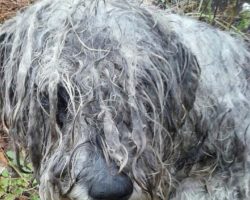 A Starved And Abused Schnauzer Was Found Tethered To A Tree On Country Land