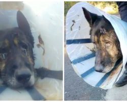 Limping Dog Wearing Cone Found Roaming In Woods 300 Miles From Home