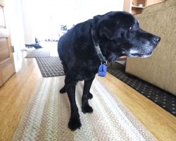 Mailman Watches Senior Dog Struggling Up The Stairs Every Day, Decides He Has To Intervene