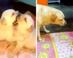 Mama Dog Schools Her Troublemaking Pups For Fighting Dirty & Talking Back At Her