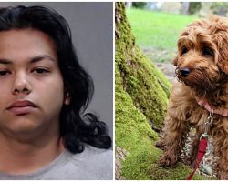 Sicko Hangs Puppy From Tree By Her Neck & Kills Her ‘Because He Was Bored’
