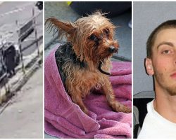 Thug Shoots Senior Dog To Death In Gutter & Drives Away, Gets 5 Years In Prison