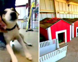 Highschoolers Build Dog Houses In Construction Class & Donate Them To Shelter