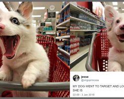 Mom Brought 4-Month Old Pup To Target, And His Photos Won Over The Internet