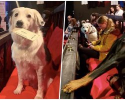 Movie Theater Welcomes You To Bring Your Dogs And Drink Bottomless Wine