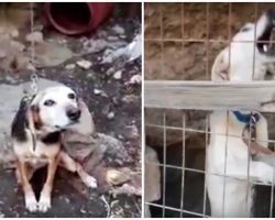 “Mum” Watched Over Him From Separate Chain, He Cries Out When They Take Her Away