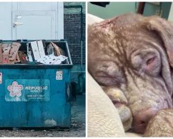Dog That Appears To Have Acid Poured All Over Her Body Found In Dumpster