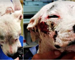 No One Helped Her Because She’s A Pit Bull So She Roamed The Streets In Agony