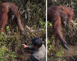 Wild Orangutan Extends Hand To Help Man Standing In Snake-Filled Waters