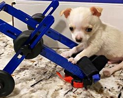 Pint-Sized Chihuahua Walks For The First Time With Help From Tiny Wheelchair