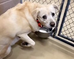 Terrified Lab Is Left Shaking In Her Kennel After Family Dumped Her At Shelter