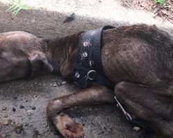 Abused Pit Pup Found In The Gutter Had Only Minutes To Live