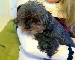 16-Yr-Old Blind-Deaf Poodle Squeals Helplessly As Giant Hawk Scoops Her Away