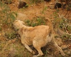 Pregnant Dog Who’s The Victim Of A Hit And Run Left Struggling In The Bushes