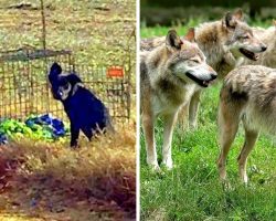 Cops Looking For Owner Who Dumped Puppy In The Middle Of Nowhere Amidst Coyotes