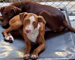 Overcrowded Shelter At Risk Of Euthanizing Their Dogs If They Aren’t Adopted