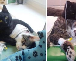 Vet Saves Cat, And Now That Cat Is A Nurse For Other Animals At The Shelter