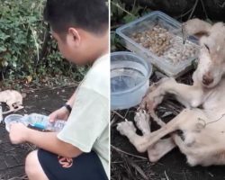 Tiny Puppy Found Alone On The Sidewalk Showed A Glimmer Of Hope