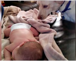 New-Mom Introduces Newborn To Her Pet, Dog Shows Mom Her 1st Rookie Mistake