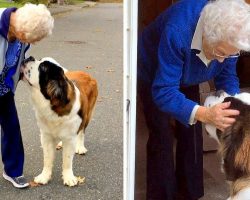 Giant Dog Befriends Lonely 95-Yr-Old Grandma Next Door & Makes Her Smile Daily