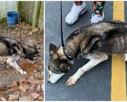 Husky Ate Rocks & Trash To Survive While Owner Kept Her Outside In Muddy Cage