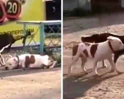 Stray Dog Worries About “Abandoned” Dog Tied To A Fence, Proceeds To Set Him Free