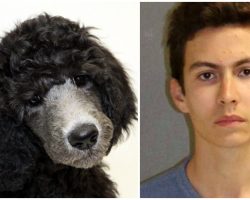 Angry Teen Goes On Rampage, Strikes Parents’ Poodle With Wooden Dowel & Kills Her