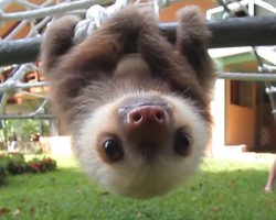 Rescued Baby Sloths Carry On A Squeaky, High-Pitched Conversation