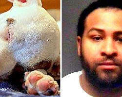 Malicious Man Cut Puppy’s Ears With Scissors, Used Superglue To “Put” Them Back