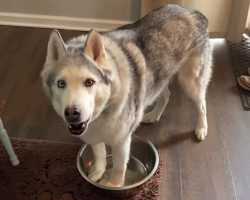 Stubborn Husky Stands In Empty Water Dish And Howls To Get Mom’s Attention