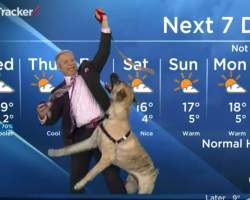 Weatherman Was In Hysterics While Trying To Read The Local Forecast