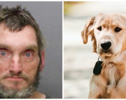 Man Cusses At Woman’s Service Dog & Kicks Him Hard In The Head