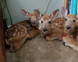Woman Leaves Back Door Open During Storm And Finds 3 Deer Huddled In Living Room