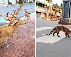 Wild Animals Start Roaming Quarantined Cities As People Lock Themselves Indoors
