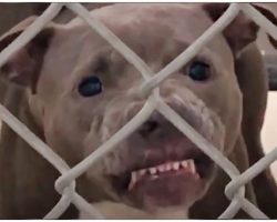 Growling Pit Bull Wasn’t Allowed To Be Adopted, Dog-Lover Made It Her Mission