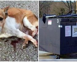 Animal Control Shoots Family’s Injured Dog In Head & Chucks Her In Dumpster