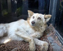 Kicked So Hard His Spleen Ruptured, He Laid There Unable To Move For Days