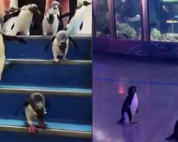After Having To Close Down, Aquariums Are Allowing Their Penguins To Roam