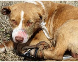 He Was Dumped In Field With His Legs Tied, Ears Glued Shut & BB Gunshot Wound