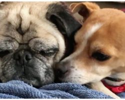 Blind Pug & His Seeing-Eye Chihuahua Abandoned After Owner’s Terminal Illness