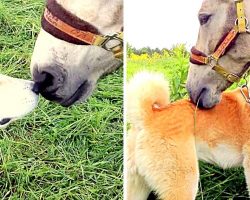 Stolen Horse Sobs Emotionally On Seeing Her Doggie Best Friend 7 Months Later