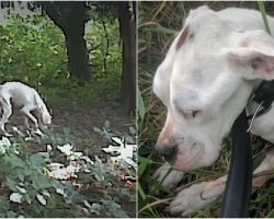 Man Screams For His Wife When He Sees A ‘Bag Of Bones’ Walking Through His Backyard