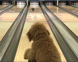 Girl Teaches Her Goldendoodle To Bowl, Dog Becomes A Star At Local Bowling Alley