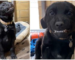 Shelter Puppy Flashes Iconic Toothy Grin Whenever Anyone Sweet-Talks Him
