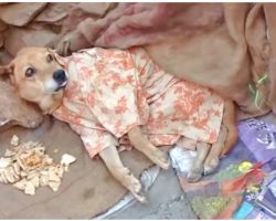 Woman Couldn’t Pay For Stray’s Medical Care, She Dressed Him & Gave Him Her Dinner