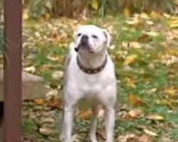 Disabled Dog Finds It In Himself To Jump The Fence To Save His Owner