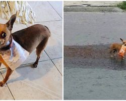 Chihuahua Goes To Store For Dad Stuck In Quarantine & Brings Back Cheetos