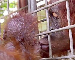 Workers Break Down In Tears As Mama Orangutan Reunites With Her Kidnapped Baby