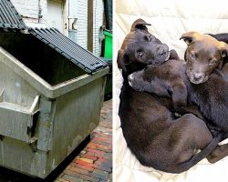 Despicable Owner Tosses Newborn Puppies In Dumpster, Dying Puppies Cry For Help